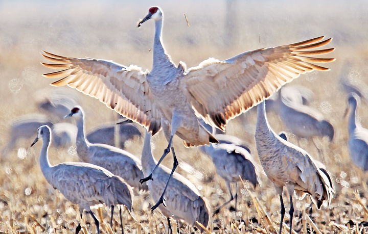 Cranes1